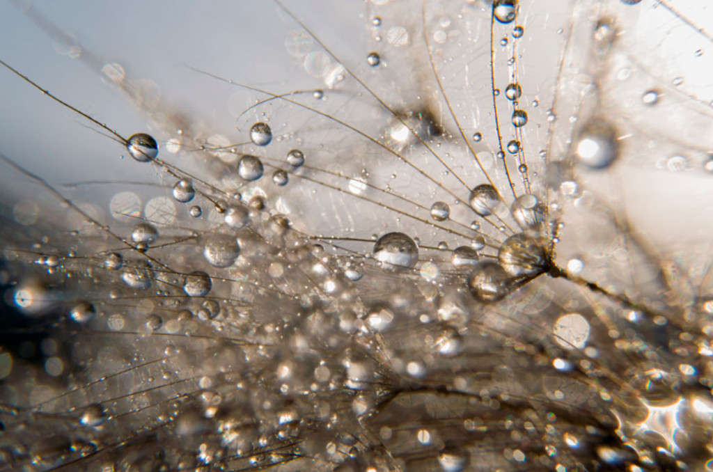 Фотообои Роса на одуванчике