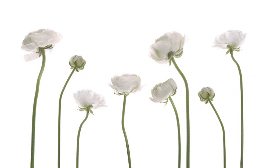 Фотообои берые пионы