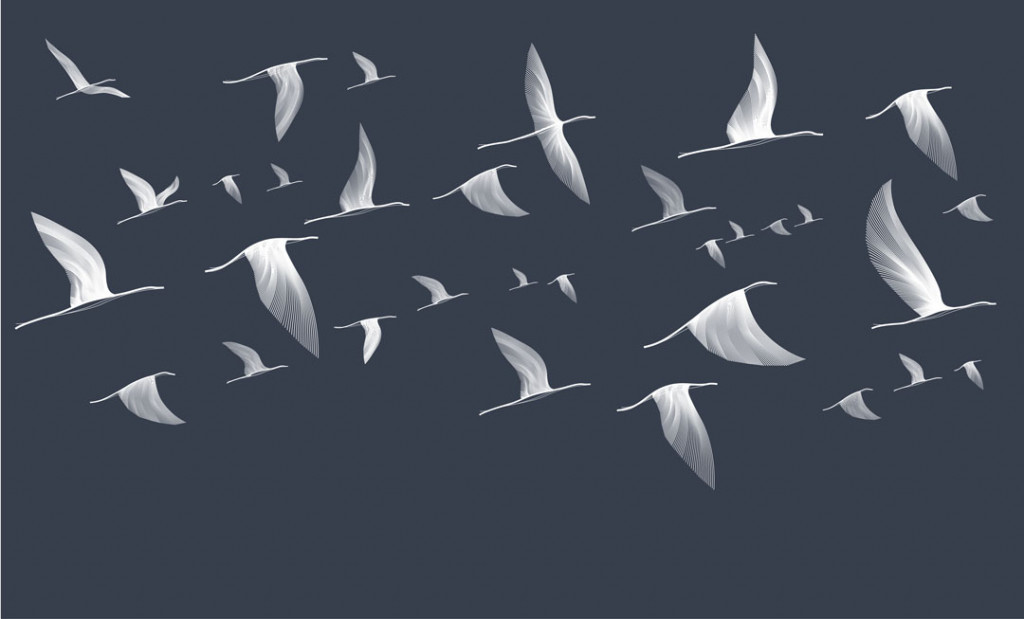 Фотообои птицы