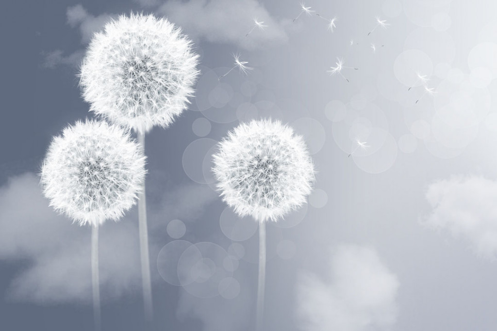 Фотообои Одуванчики 