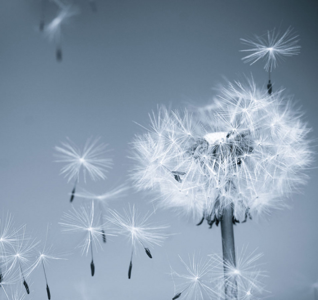 Фотообои Одуванчик 