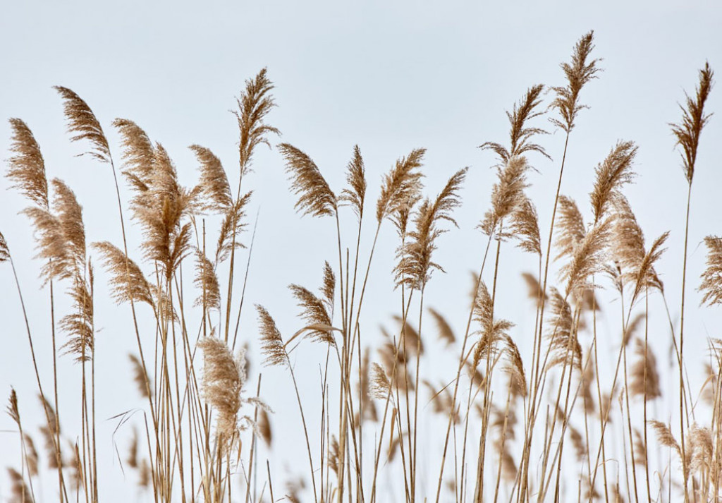 Фотообои Камыш скандинаский