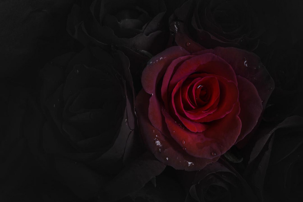 Фотообои Красная роза