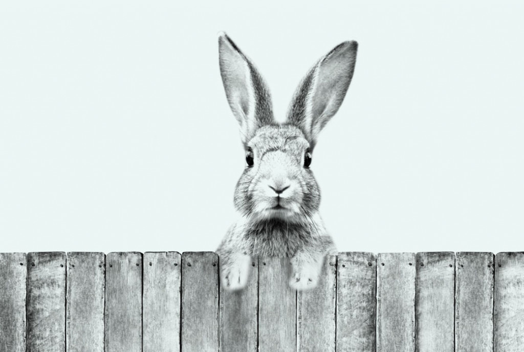 Фотообои Милый кролик