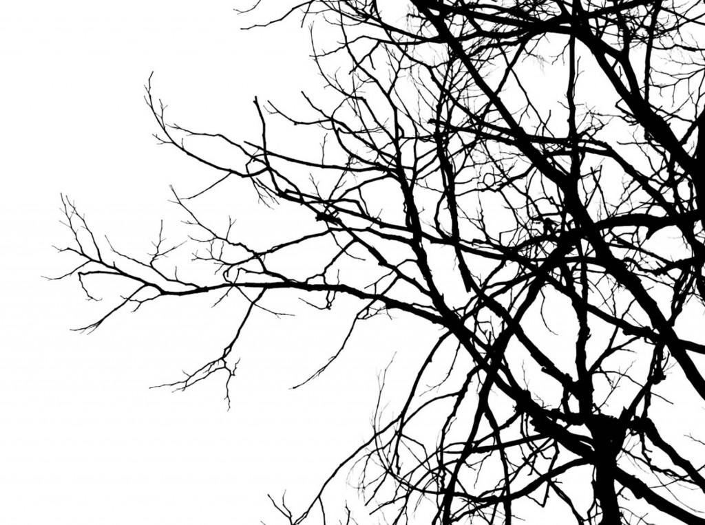 Фотообои ветви