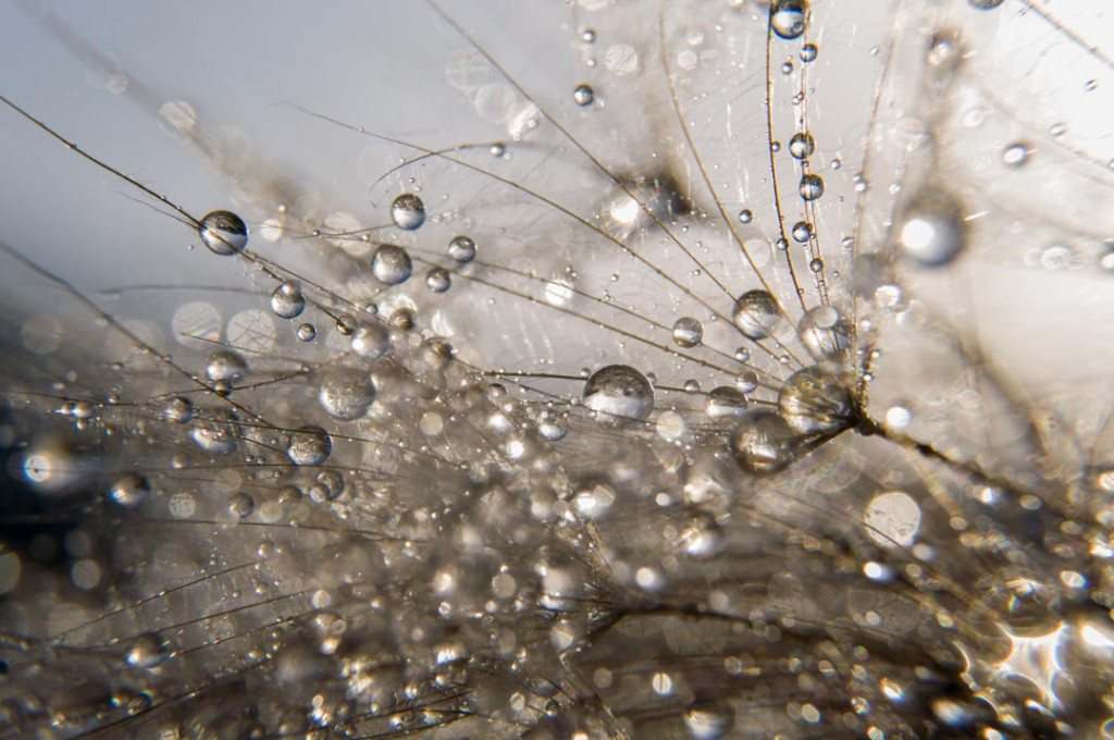 Фотообои Роса на одуванчике