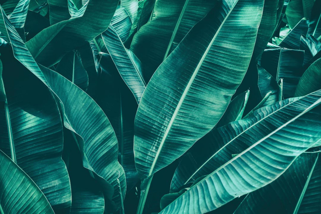 Фотообои Зеленые тропические листья