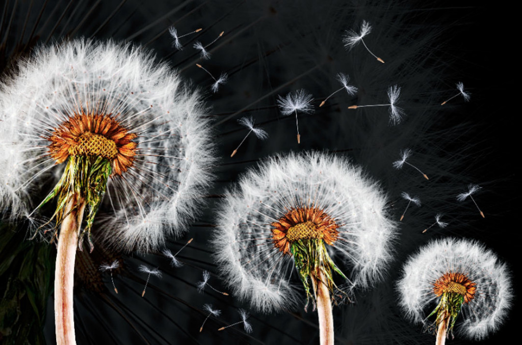 Фотообои Одуванчики на черном фоне