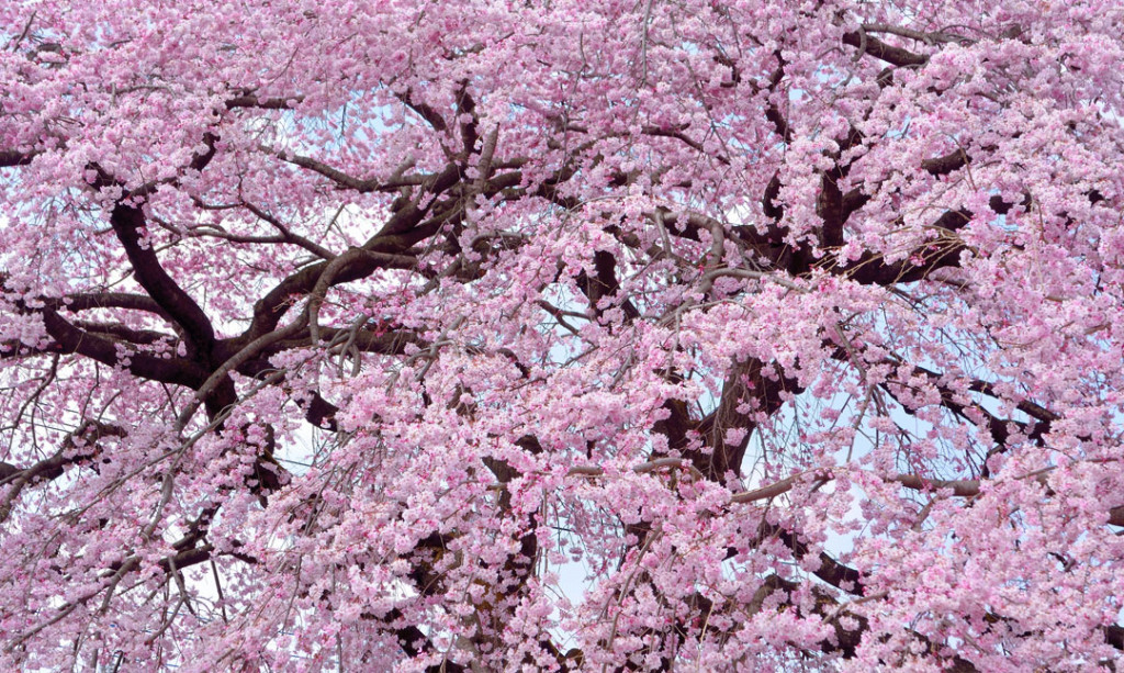 Фотообои Цветущая сакура