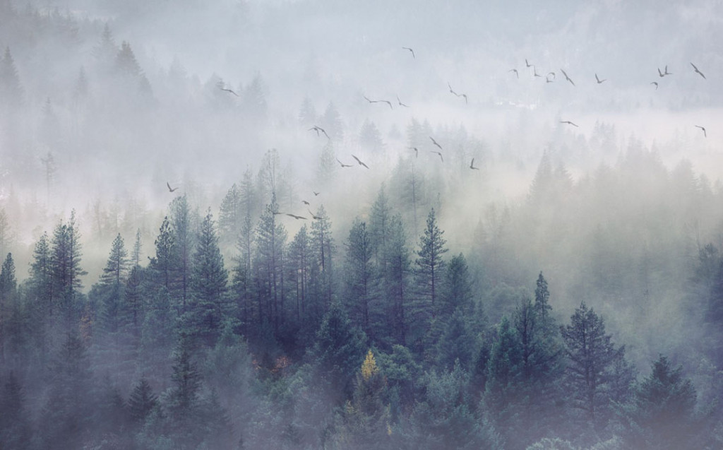 Фотообои Птицы над туманным лесом