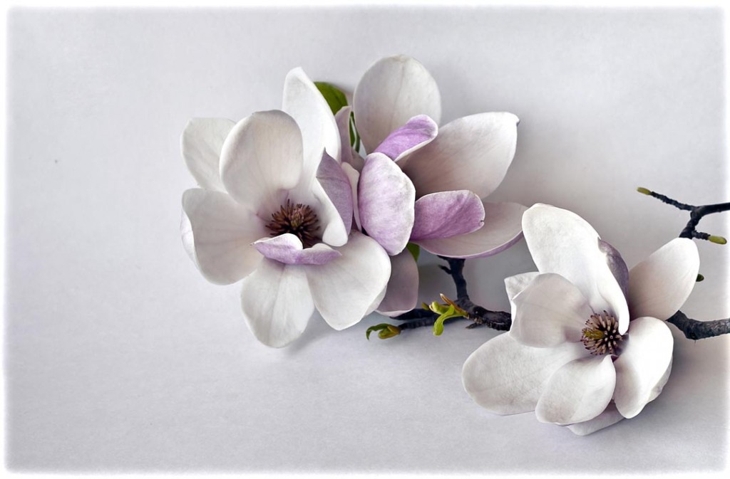 Фотообои Магнолия