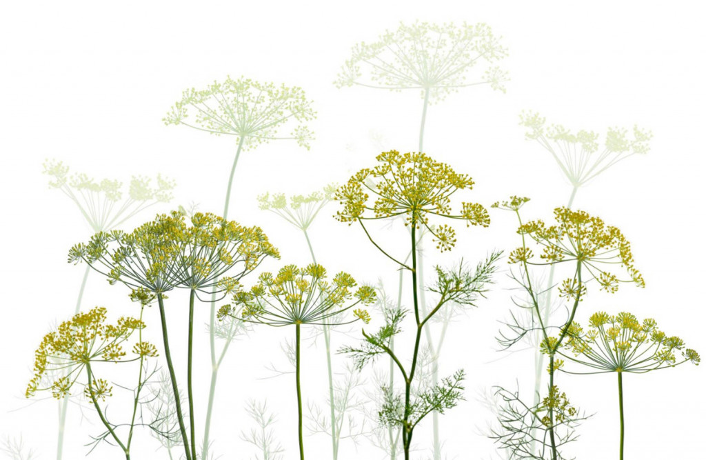 Фотообои укроп