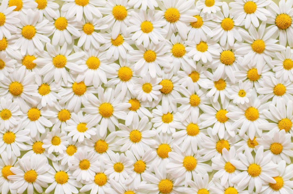 Фотообои ромашки