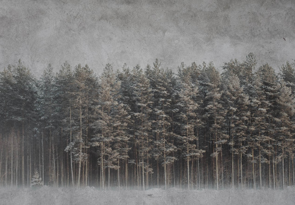 Фотообои сосновый лес