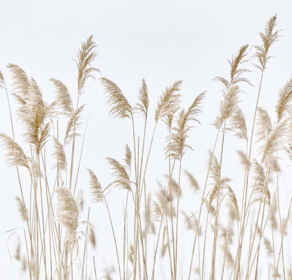 Фотообои Сухоцветы камыша