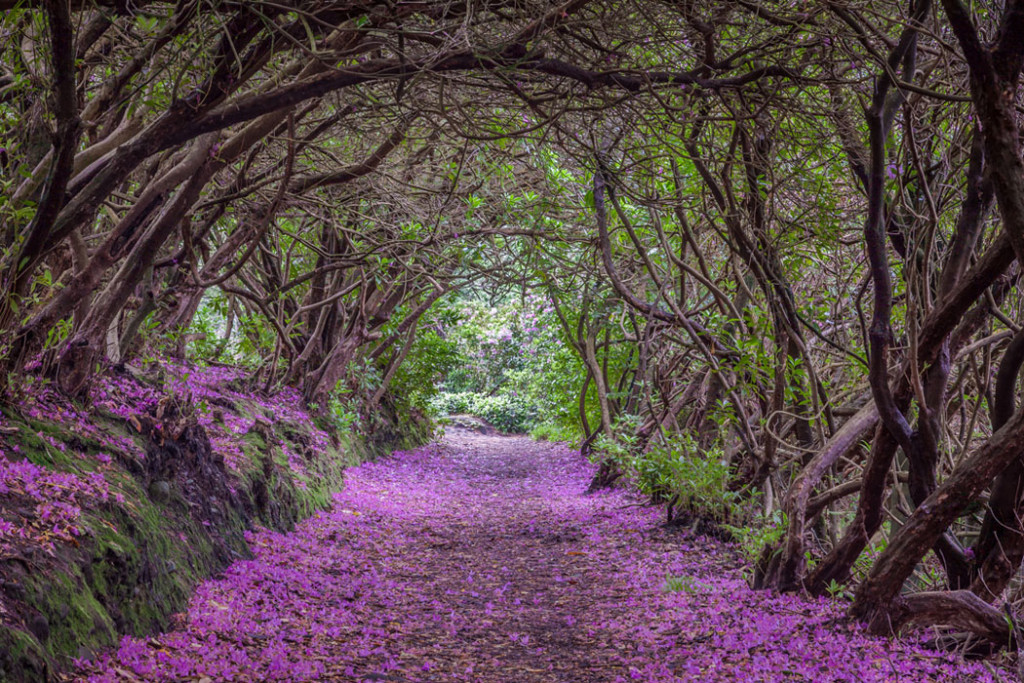 Фотообои Арка из цветов