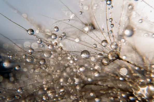 Фотообои Роса на одуванчике