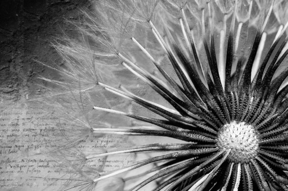 Фотообои Черно-белый одуванчик