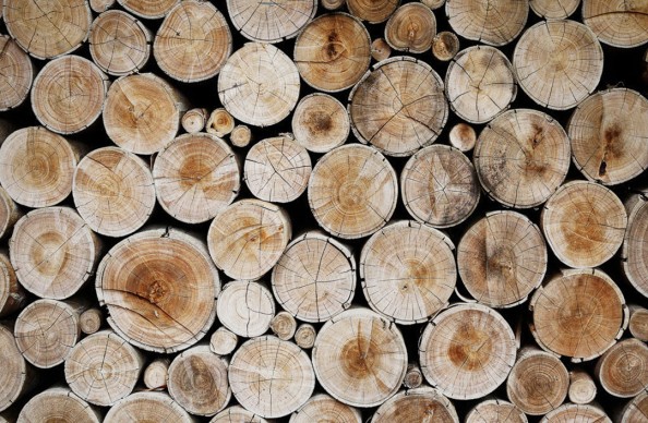 Фотообои Вид на срез дерева