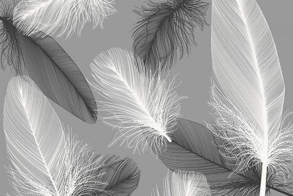 Фотообои Векторные перья на сером фоне