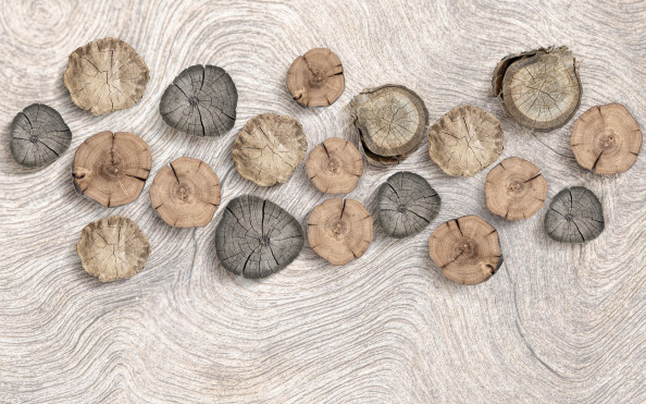 Фотообои срез дерева