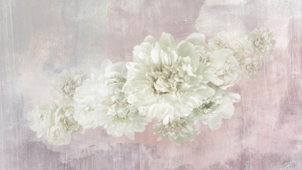 Фотообои бутоны пионов