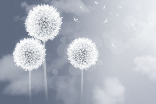 Фотообои Одуванчики 