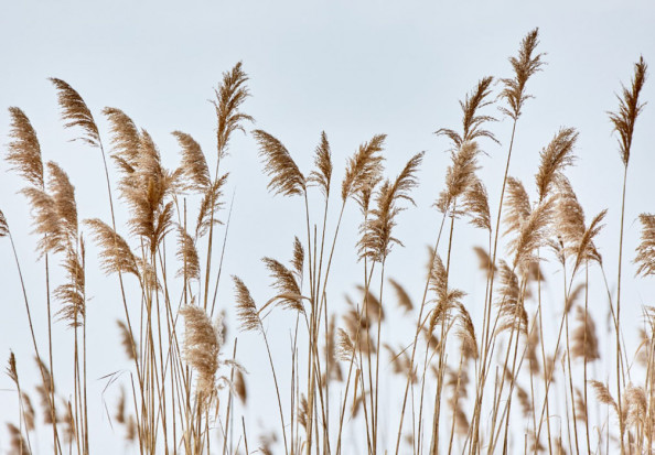 Фотообои Камыш скандинаский