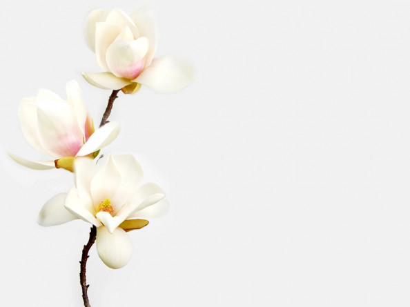 Фотообои Белая магнолия