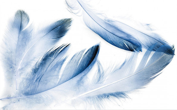 Фотообои Голубые перья