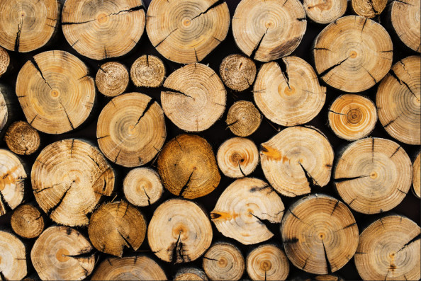 Фотообои Ветки с потолка