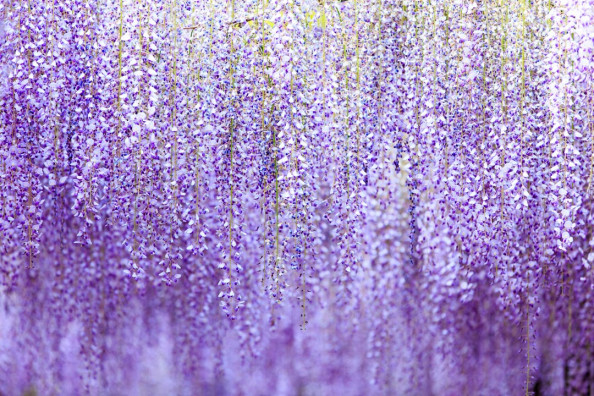 Фотообои Глициния
