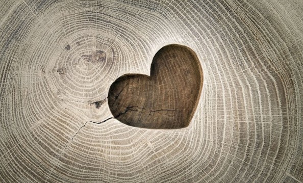 Фотообои Сердце на срезе дерева