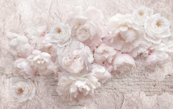 Фотообои красивые пионы на фоне стены