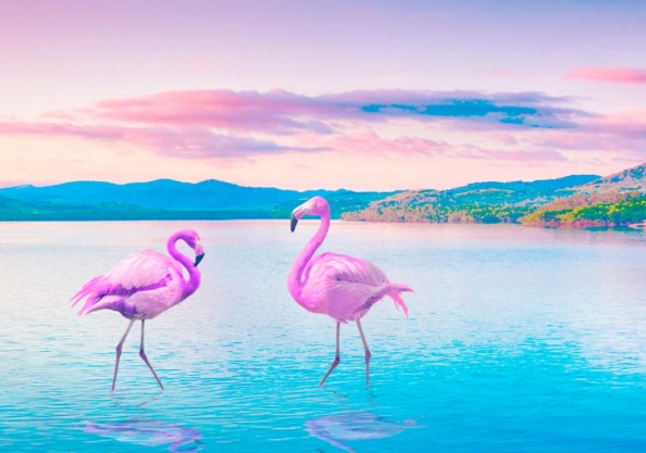 Фотообои Розовый фламинго