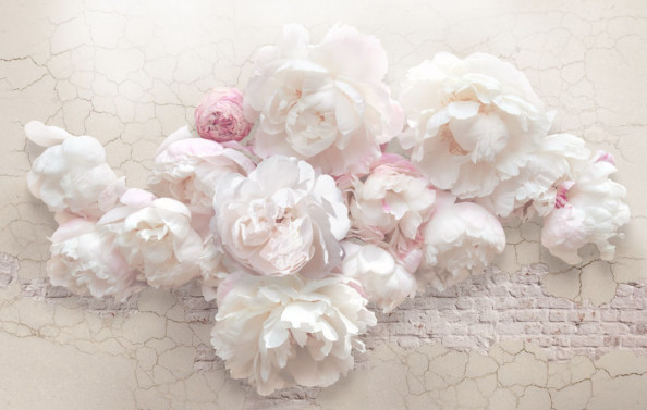 Фотообои Розовые нежные пионы