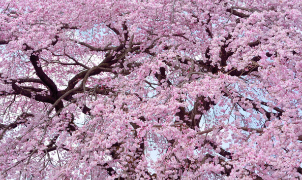 Фотообои Цветущая сакура