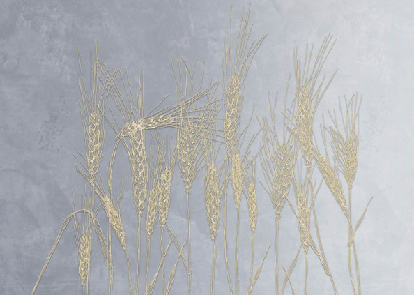 Фотообои золотые колоски
