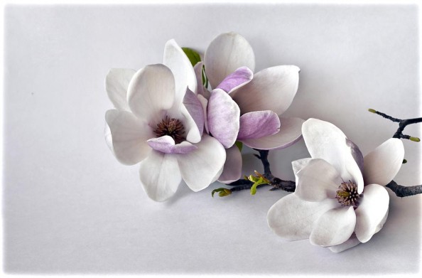 Фотообои Магнолия