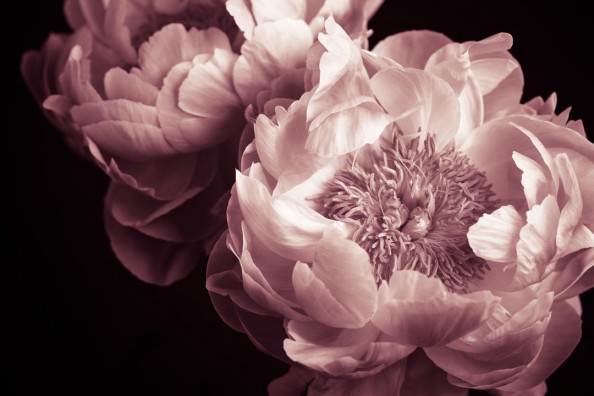 Фотообои Пионы на темном фоне