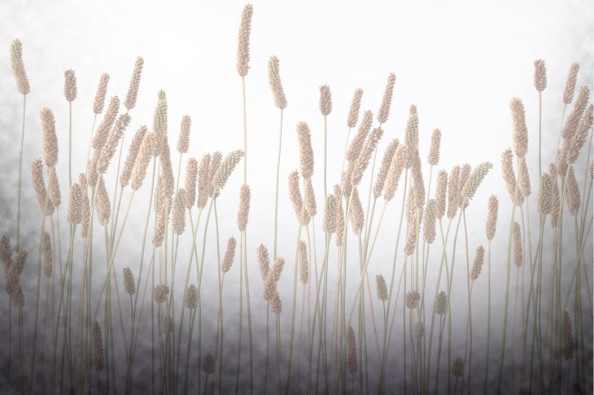 Фотообои Цветение травы