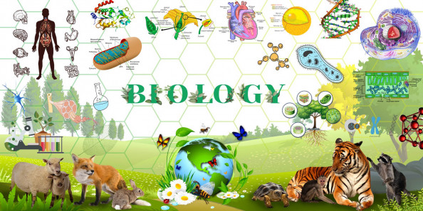 Фотообои в кабинет биологии