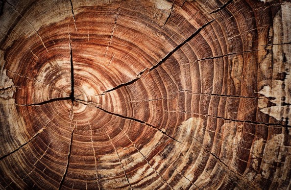 Фотообои Срез дерева