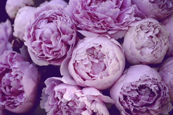 Фотообои бутоны пионов