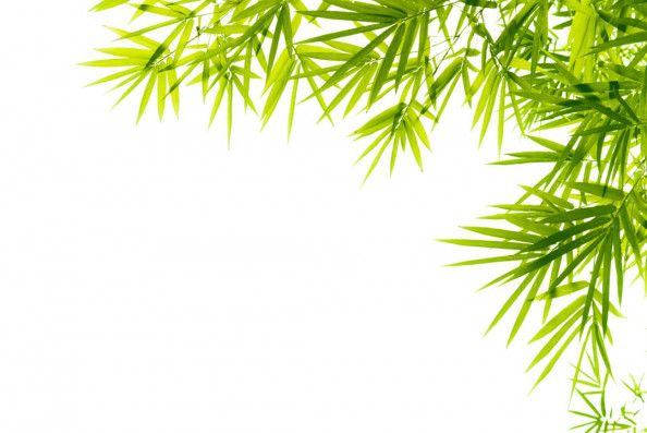 Фотообои Листья бамбука