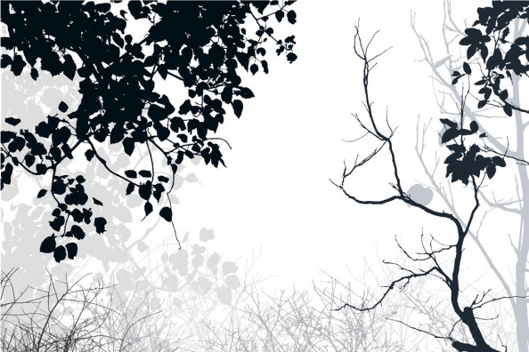 Фотообои Ветви ч\б