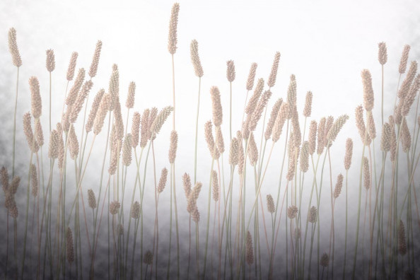 Фотообои Цветение травы