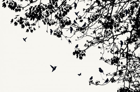 Фотообои Птицы на ветках