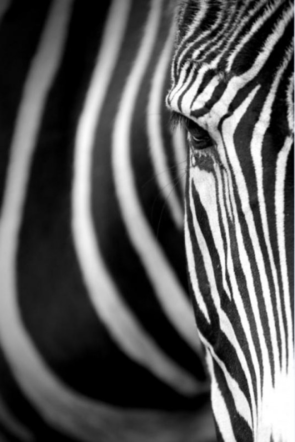 Фотообои Взгляд зебры