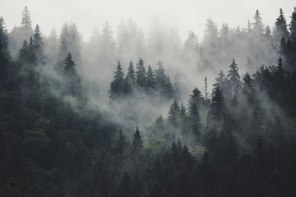 Фотообои Туманные сосны